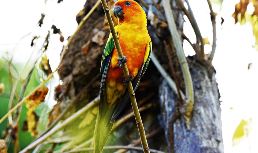 Guyana National Bird Tour