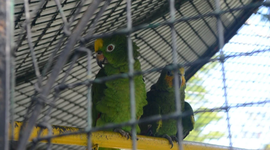Botanical Gardens Birdwatching Tour